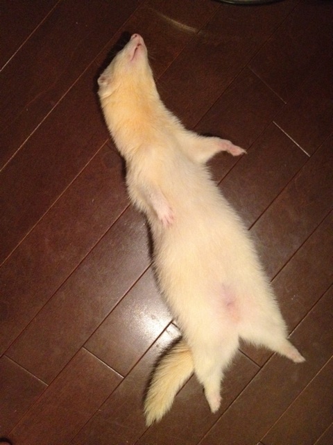 o0480064012183647475